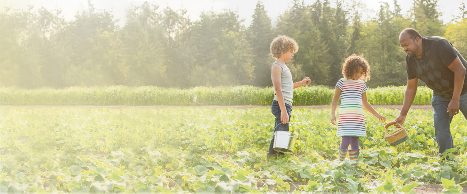 Father with two children picking berries in field