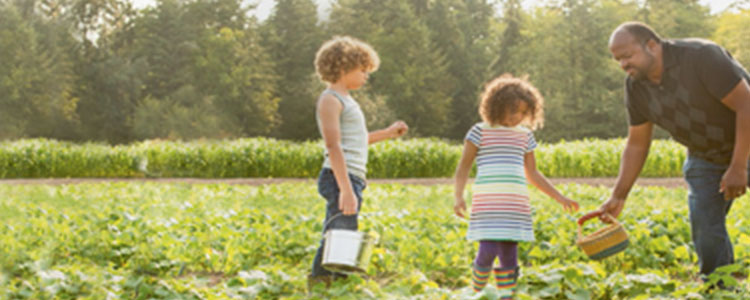 Father with two children picking berries in field