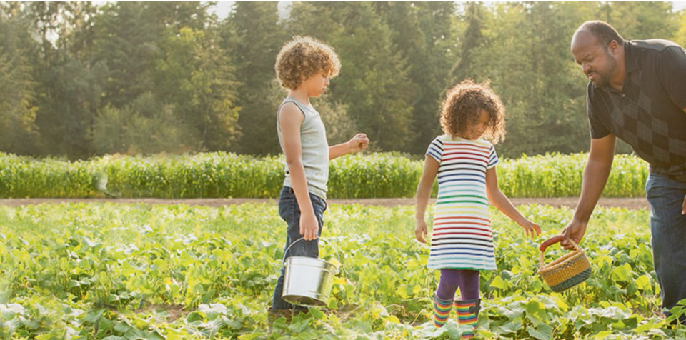 Father with two children picking berries in field